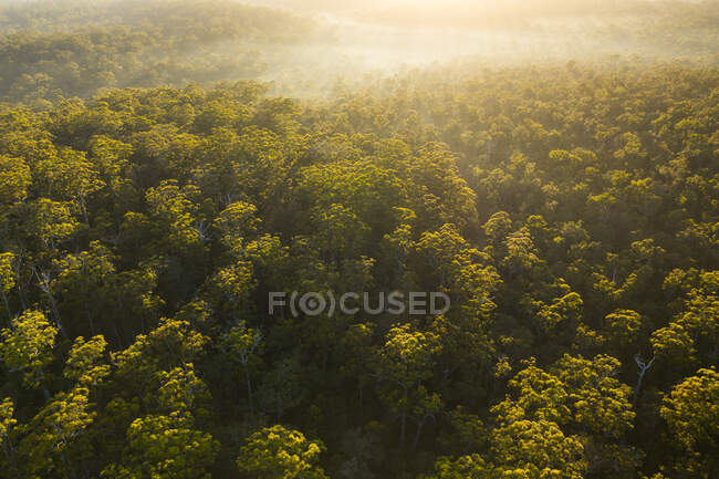 Вид с воздуха на лес Карри, Пембертон, Западная Австралия, Австралия — стоковое фото