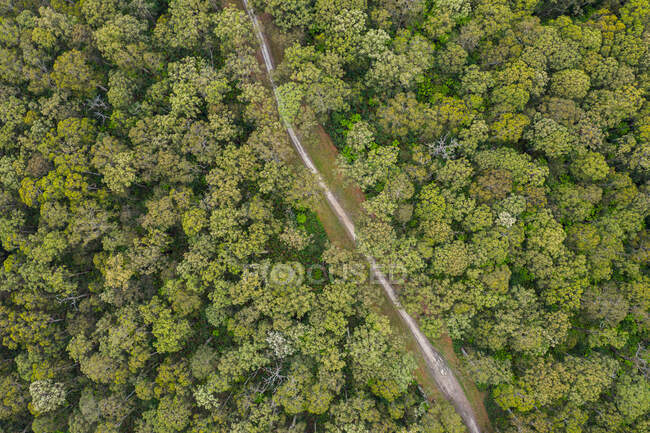 Vista aérea de un camino a través del bosque, Parque Nacional Great Otway, Victoria, Australia - foto de stock