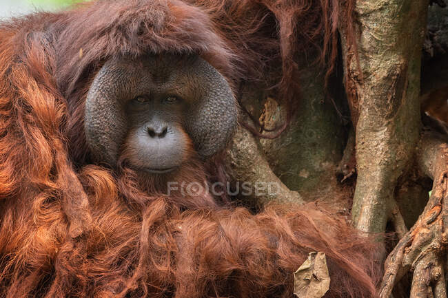 Portrait of a male orangutan sitting by a tree, Indonesia — Stock Photo