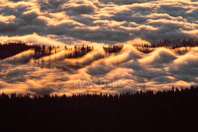 La cime des arbres à travers les nuages, Sequoia National Park, Californie, États-Unis — Photo de stock
