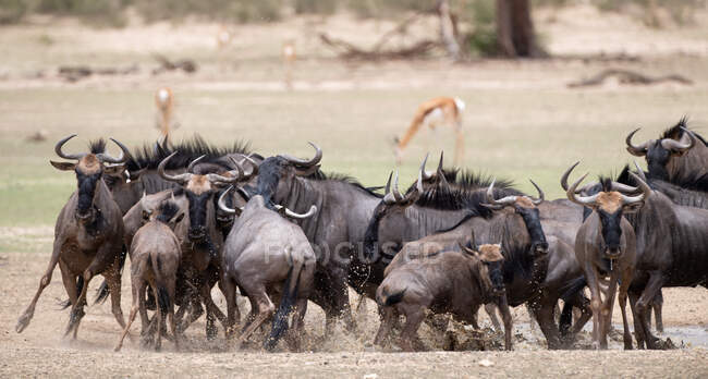 Herd of blue wildebeest jostling for position at a waterhole, Botswana — Foto stock