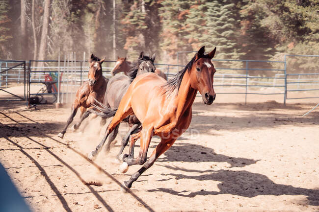 Pferde galoppieren durch die Koppel im Freien, Sequoia National Forest, Kalifornien, USA — Stockfoto