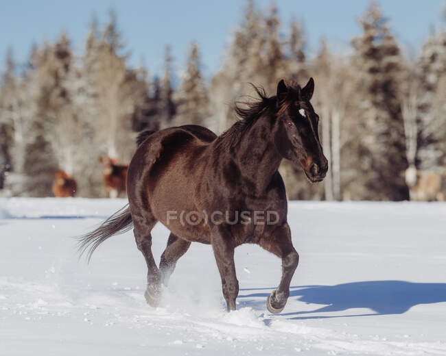 Cavalo correndo na neve, Canadá — Fotografia de Stock