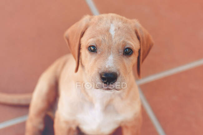 Retrato de um filhote de cachorro sentado em um piso de azulejos — Fotografia de Stock