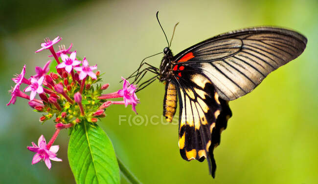 Метелик на квітці (ПАР). — стокове фото