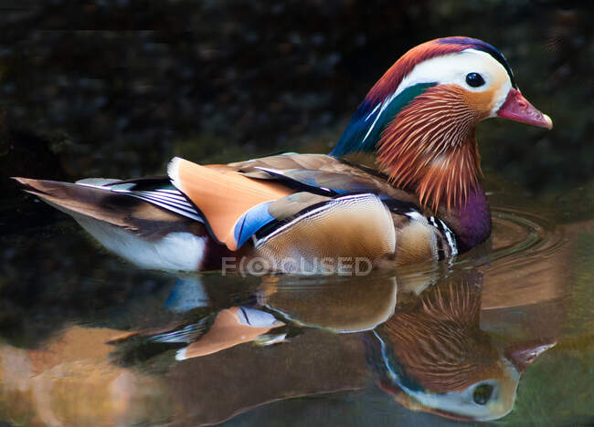 Gros plan d'un canard mandarin nageant dans une rivière, Afrique du Sud — Photo de stock