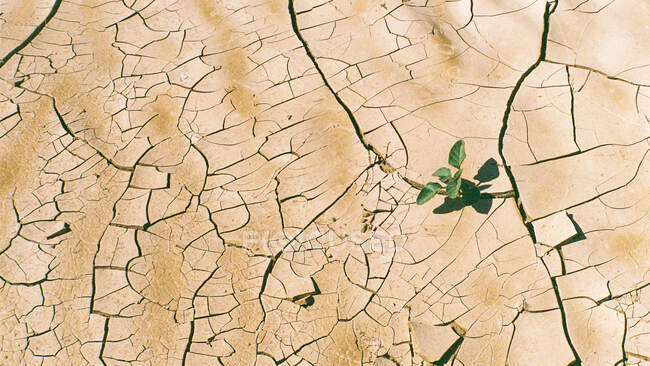 Overhead view of a plant growing in a dry cracked riverbed, Namibia — Stock Photo