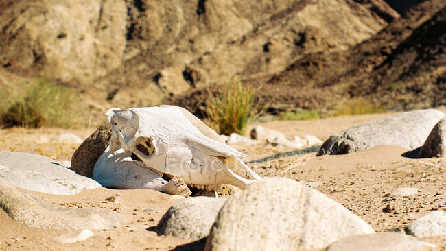 Cráneo de animales, Cañón del río Fish, Namibia - foto de stock