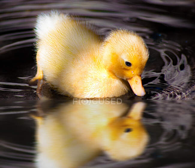 Close-up of a duckling swimming in a river, South Africa — Stock Photo