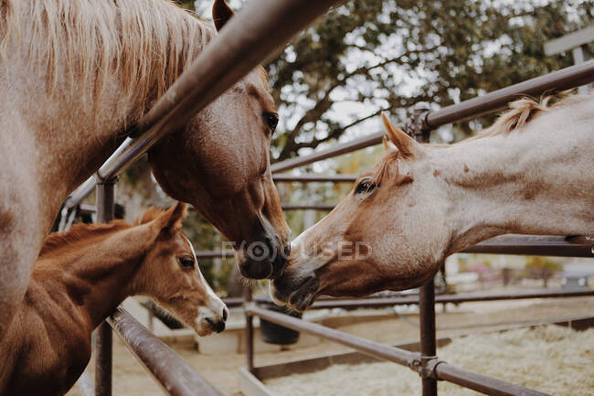 Cavalos nuzzling, Califórnia, EUA — Fotografia de Stock