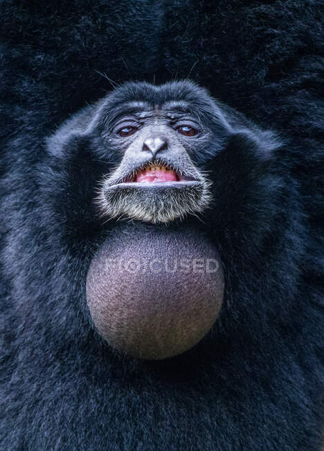 Retrato de un Siamang sonriente, Indonesia - foto de stock