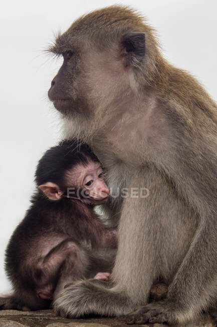 Porträt einer Affenfrau mit ihrem Baby, Indonesien — Stockfoto