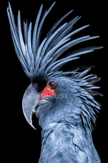 Portrait of a King Cockatoo, Indonesia — Stock Photo