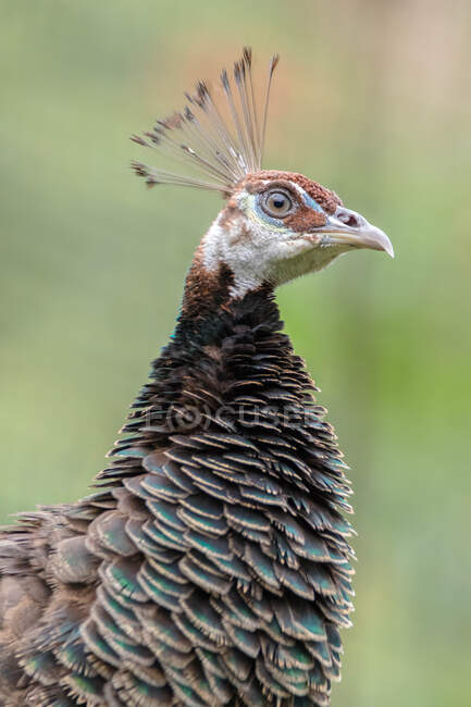 Close-up portrait of a peacock, Indonesia — Stock Photo