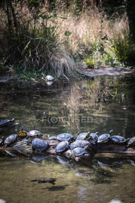 Fila de tartarugas em um ramo em um rio, França — Fotografia de Stock