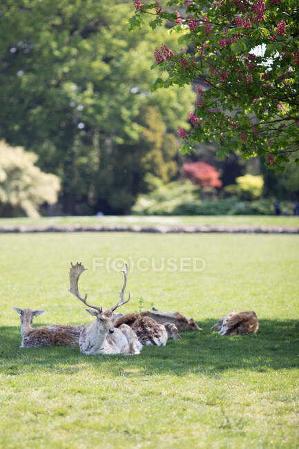 Stag and deer lying in a field, France — Stock Photo