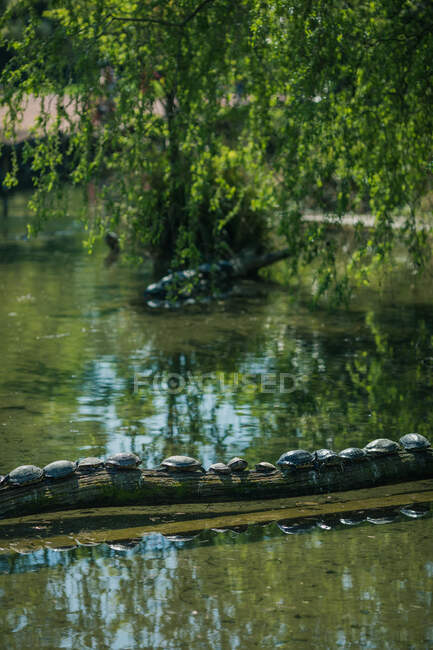 Ряд черепах на ветке реки, Франция — стоковое фото