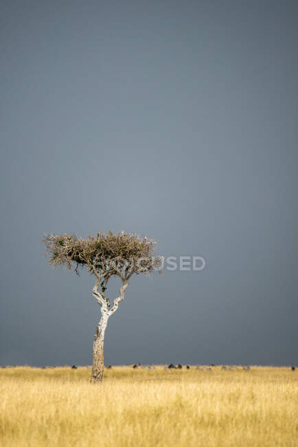 Cebras en la distancia por un árbol solitario en la sabana, Kenia - foto de stock