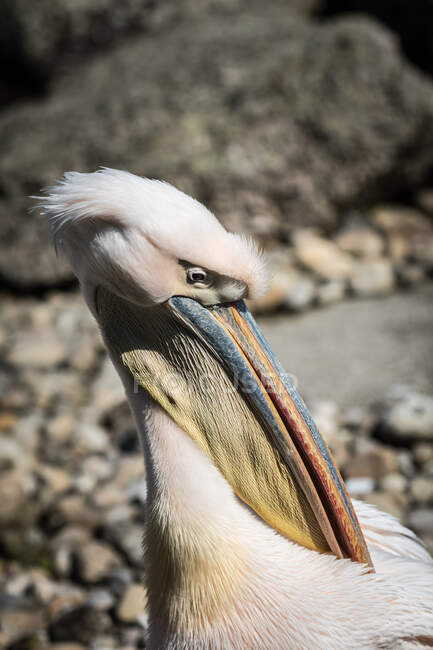 Nahaufnahme Porträt eines Pelikans, Frankreich — Stockfoto
