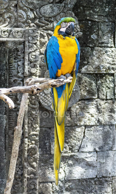 Macaw (Ara ararauna) em um ramo, Indonésia — Fotografia de Stock