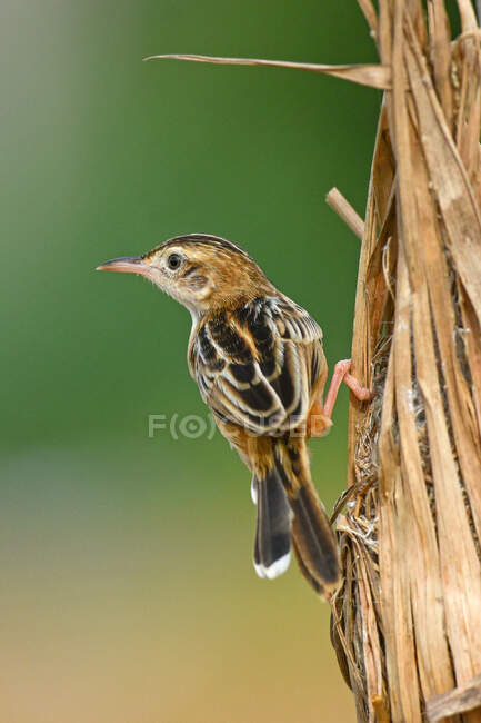 Portrait of a Zitting Cisticola on a tree, Indonesia — Stock Photo