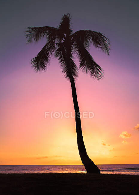 Silhouette di una palma sulla spiaggia al tramonto, Indonesia — Foto stock