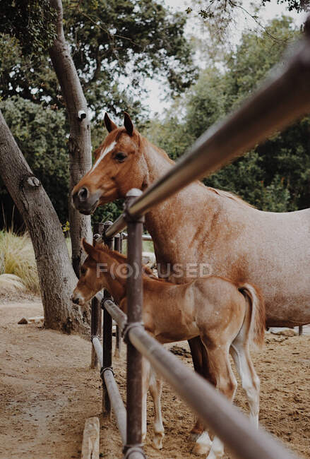 Cavalo fêmea de pé com seu potro, Califórnia, EUA — Fotografia de Stock
