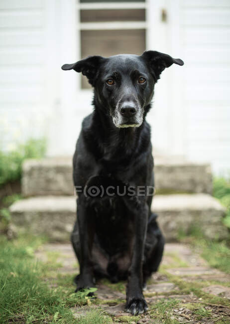 Portrait d'un labrador noir assis devant une maison, États-Unis — Photo de stock