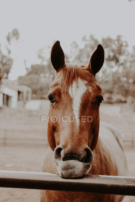 Retrato de um cavalo em pé junto a uma cerca, Califórnia, EUA — Fotografia de Stock
