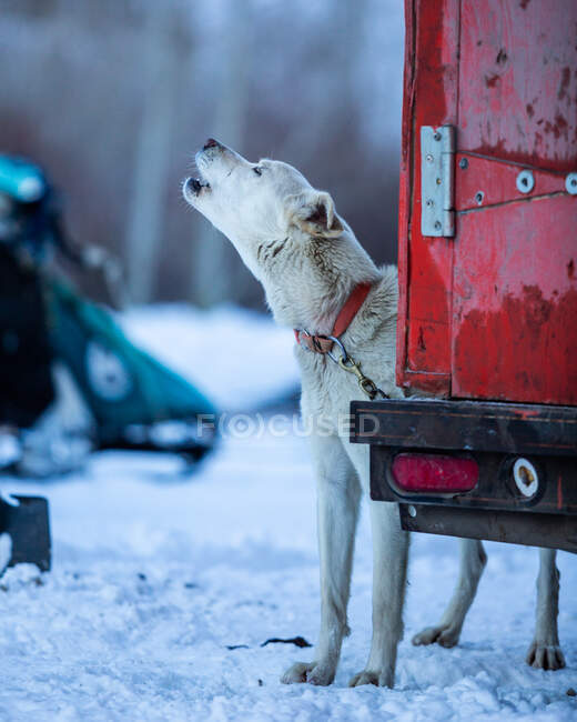 Uivando husky amarrado a um trailer, EUA — Fotografia de Stock