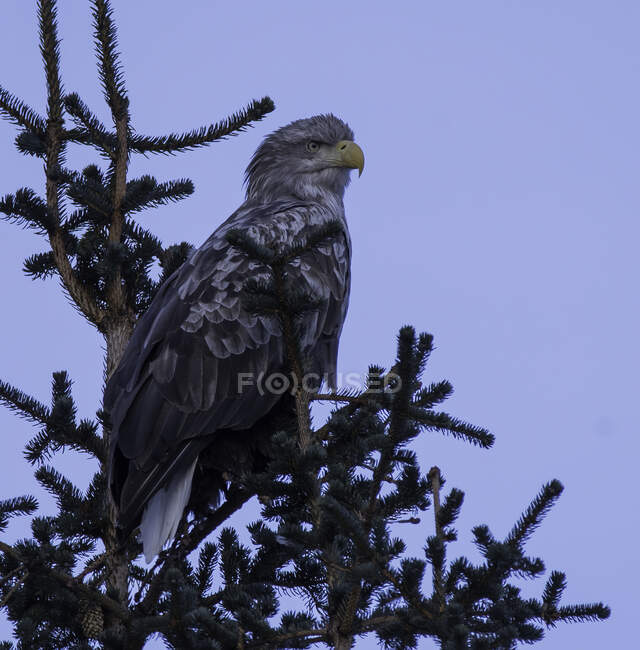 Aquila dalla coda bianca su un albero, Norvegia — Foto stock