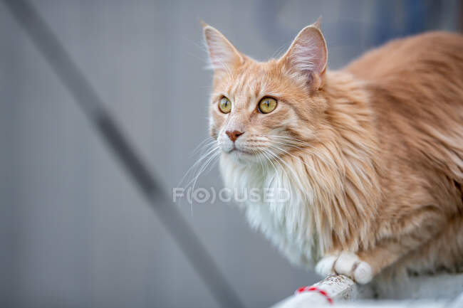 Porträt einer Ingwer Maine Coon Katze, die auf einem Zaun sitzt — Stockfoto