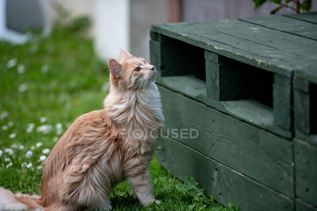 Maine Coon gato sentado en un jardín - foto de stock