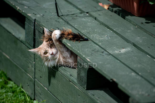 Maine Coon cat playing with a cat wand toy — Stock Photo