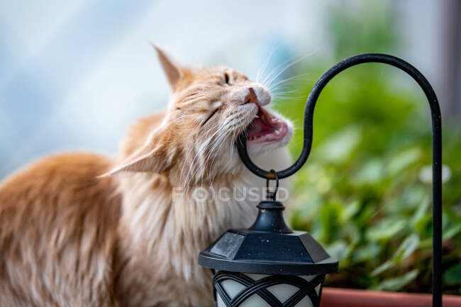 Maine Coon cat chewing on a garden lamp — Stock Photo