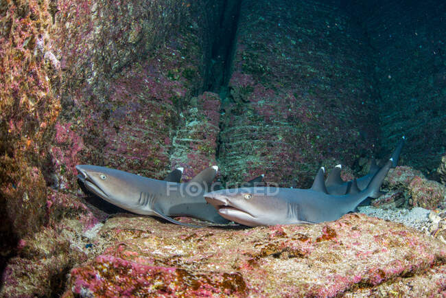 Four Whitetip reef sharks resting on a coral reef, Socorro Island, Revillagigedo Islands, Mexico — Stock Photo