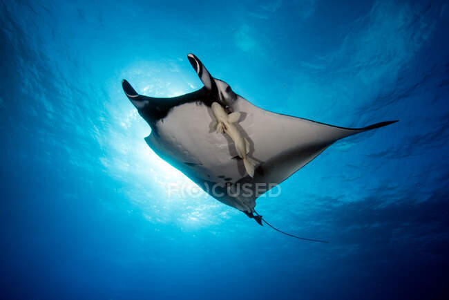 Giant Oceanic Manta Ray swimming underwater, San Benedicto, Revillagigedo Islands, Mexico — Stock Photo