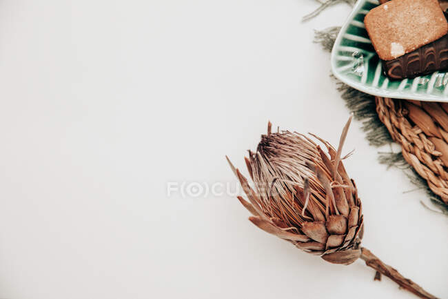 Flor de protea seca junto a un plato con galletas - foto de stock