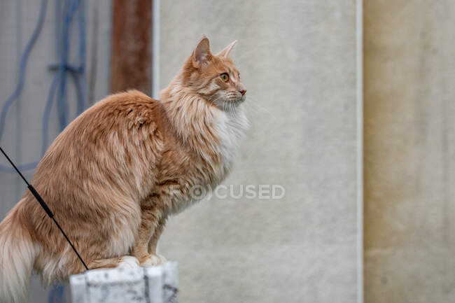 Retrato de um gengibre Maine casulo gato sentado em uma cerca — Fotografia de Stock