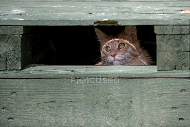 Portrait of a ginger Maine Coon cat sitting under a wooden terrace — Stock Photo