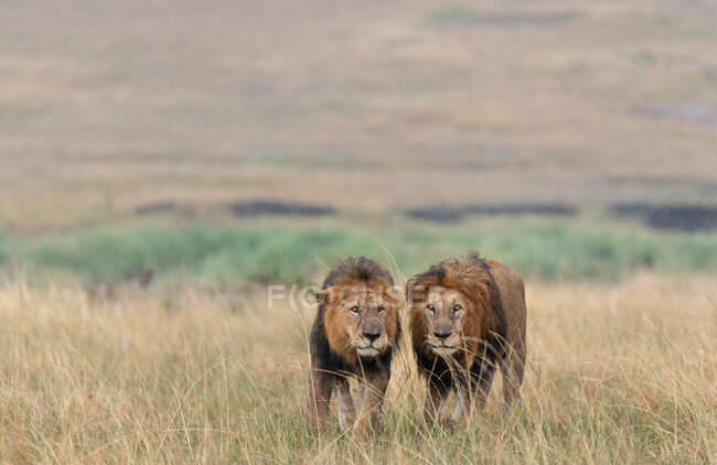 Deux lions chassent dans la savane africaine, au Kenya — Photo de stock