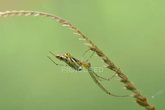 Close-up de uma aranha em uma teia de aranha, Indonésia — Fotografia de Stock