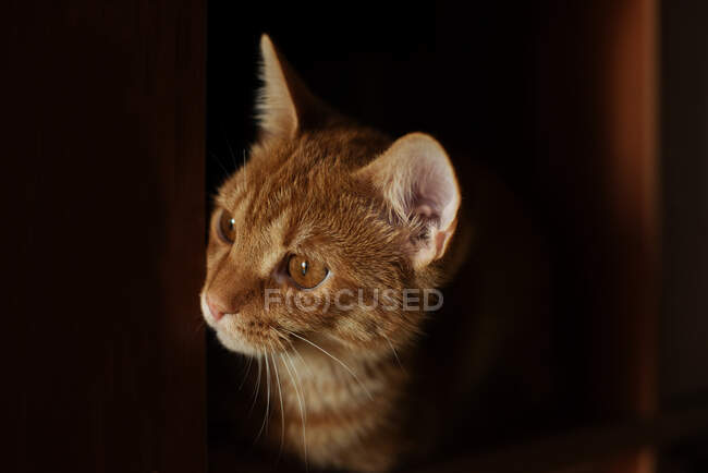Retrato de un gato jengibre - foto de stock