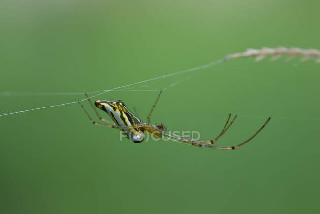 Nahaufnahme einer Spinne auf einem Spinnennetz, Indonesien — Stockfoto