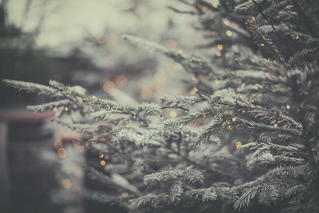 Close-up de uma árvore de Natal ao ar livre, França — Fotografia de Stock