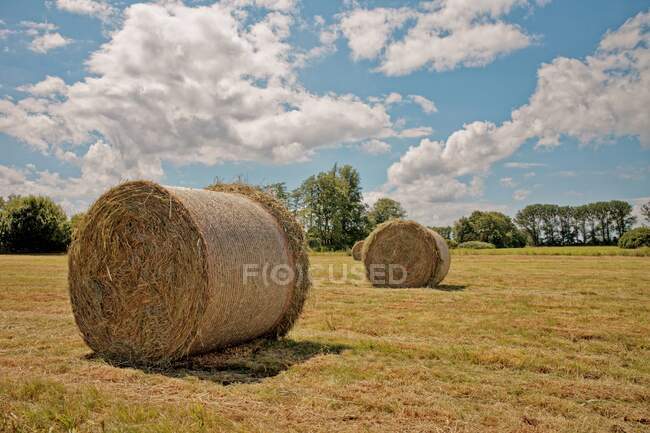 Gros plan de balles de foin dans un champ, Frise orientale, Basse-Saxe, Allemagne — Photo de stock