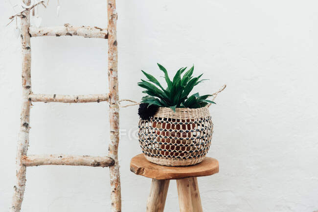 Растение в держателе из макраме на деревянном стуле рядом с лестницей — стоковое фото