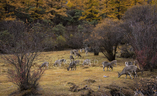 Capre al pascolo nel paesaggio rurale, Yading National Reserve, Daocheng County, Sichuan, Cina — Foto stock