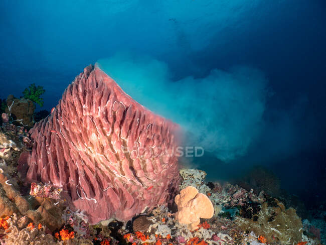 Primo piano della riproduzione dei coralli, Mare di Banda, Indonesia — Foto stock