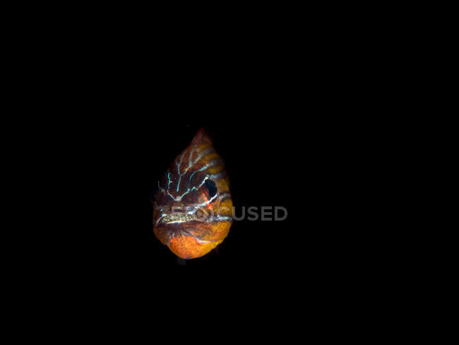 Retrato de un pez cardenal con huevos en la boca, estrecho de Lembeh, Manado, Sulawesi del Norte, Indonesia - foto de stock